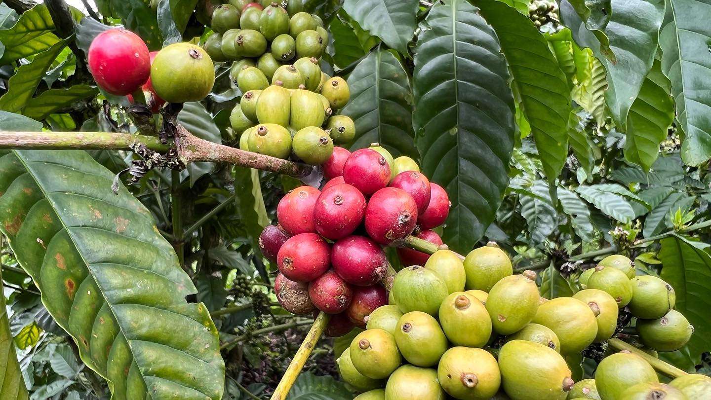 A tale of two beans Arabica vs Robusta