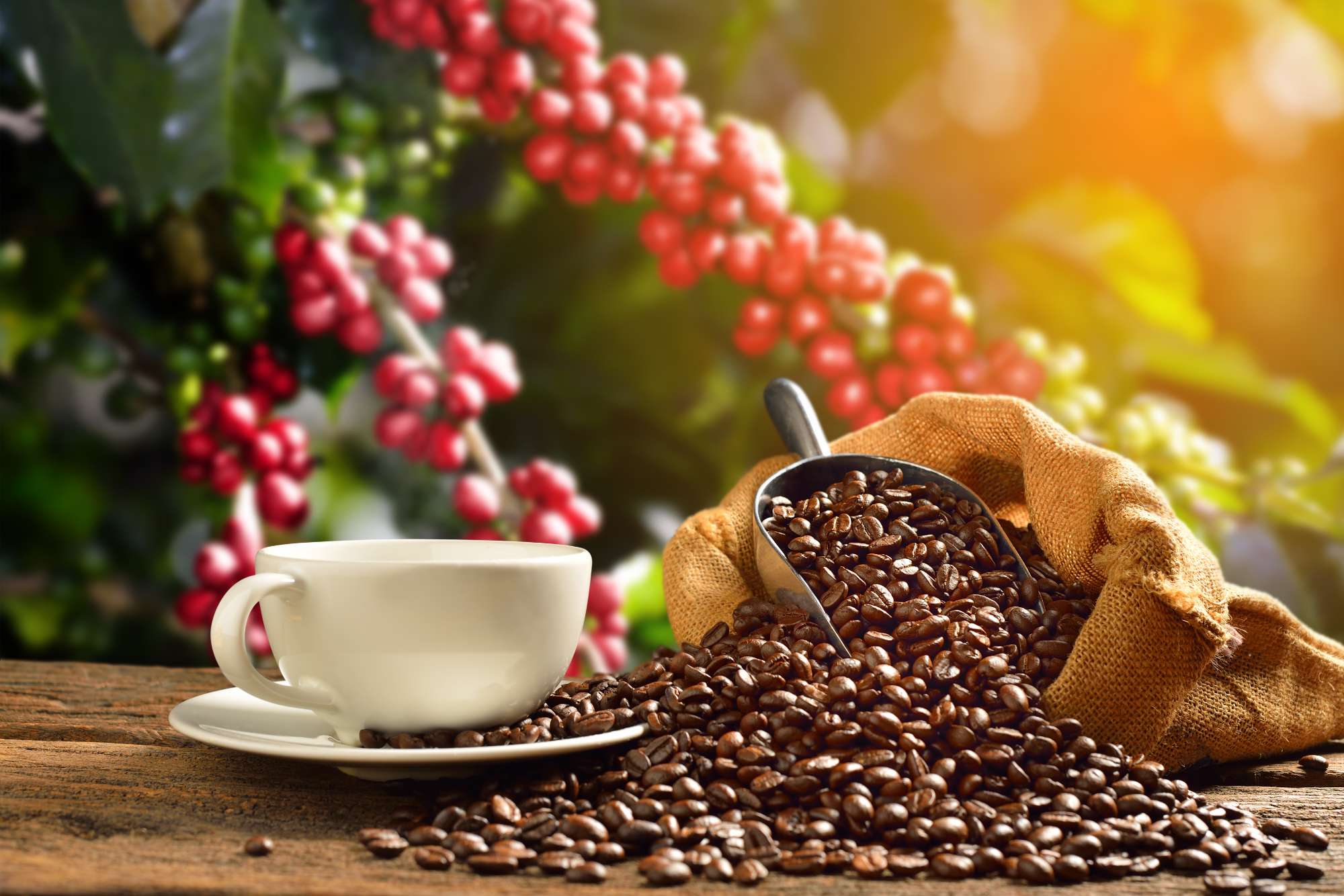 Coffee