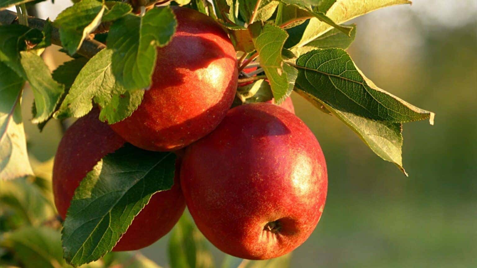 apple-1536x864.jpg