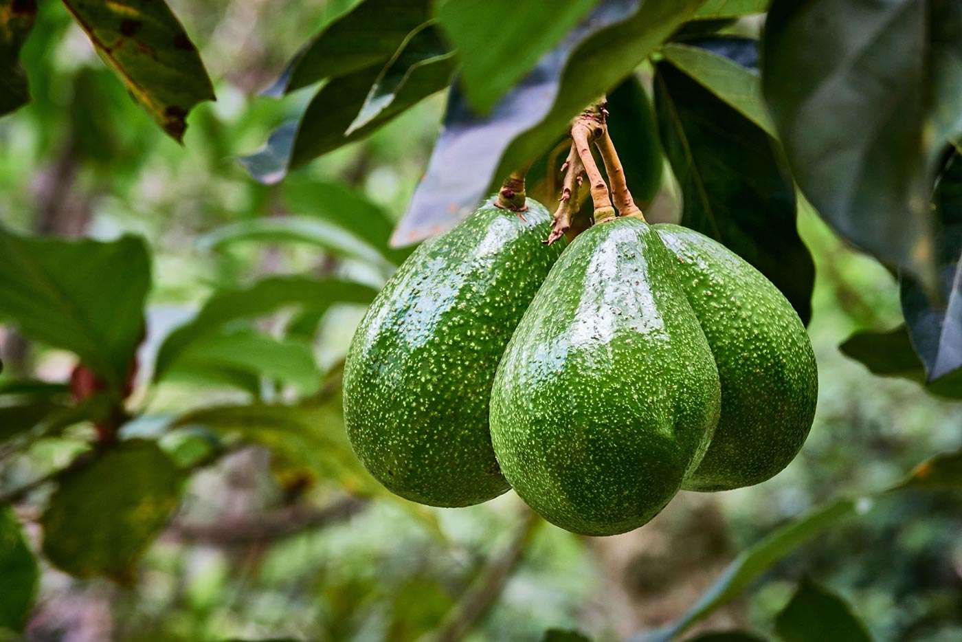 12 Proven Health Benefits of Avocado