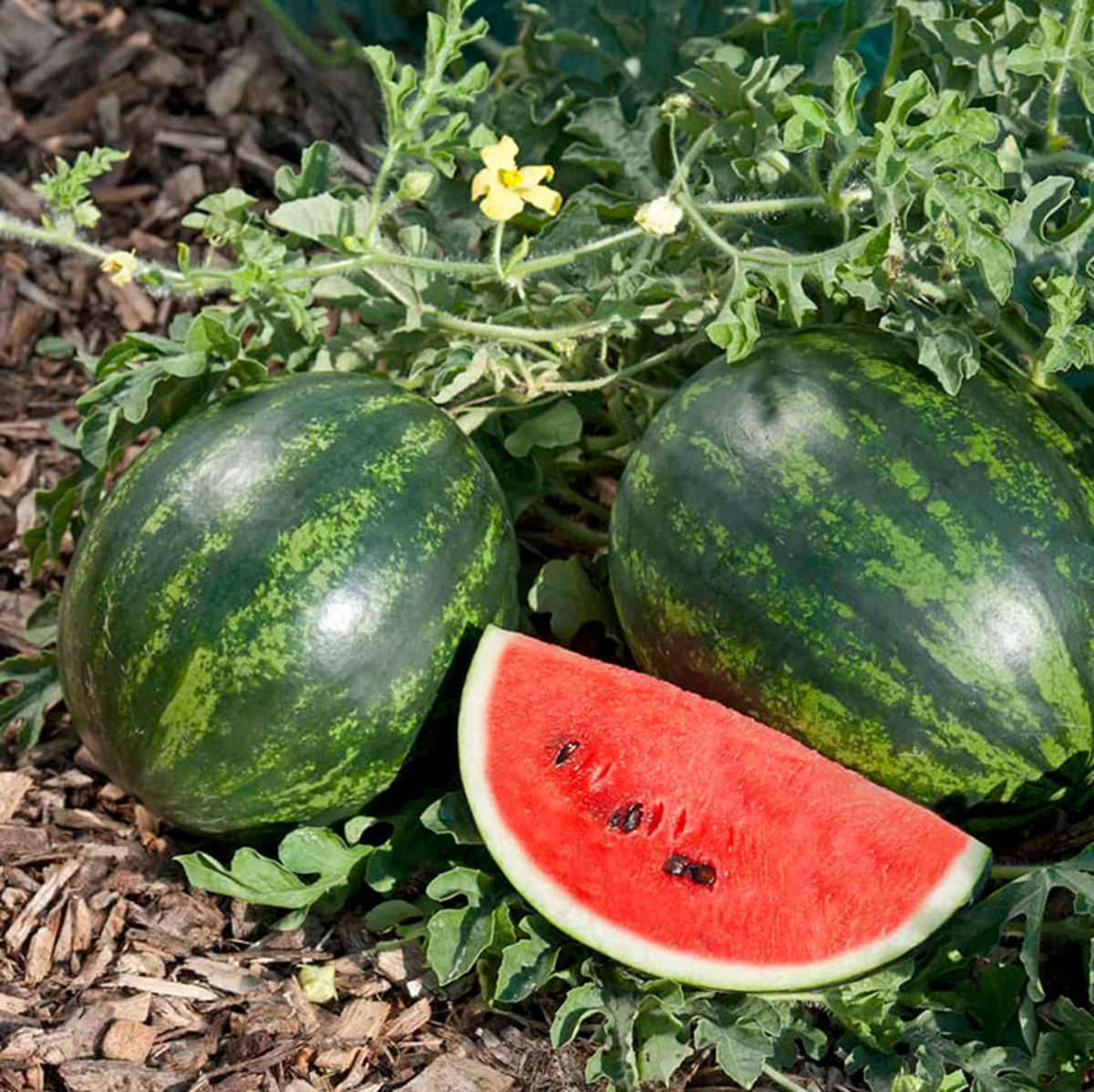 Watermelon is rich in plant compounds that fight free radicals
