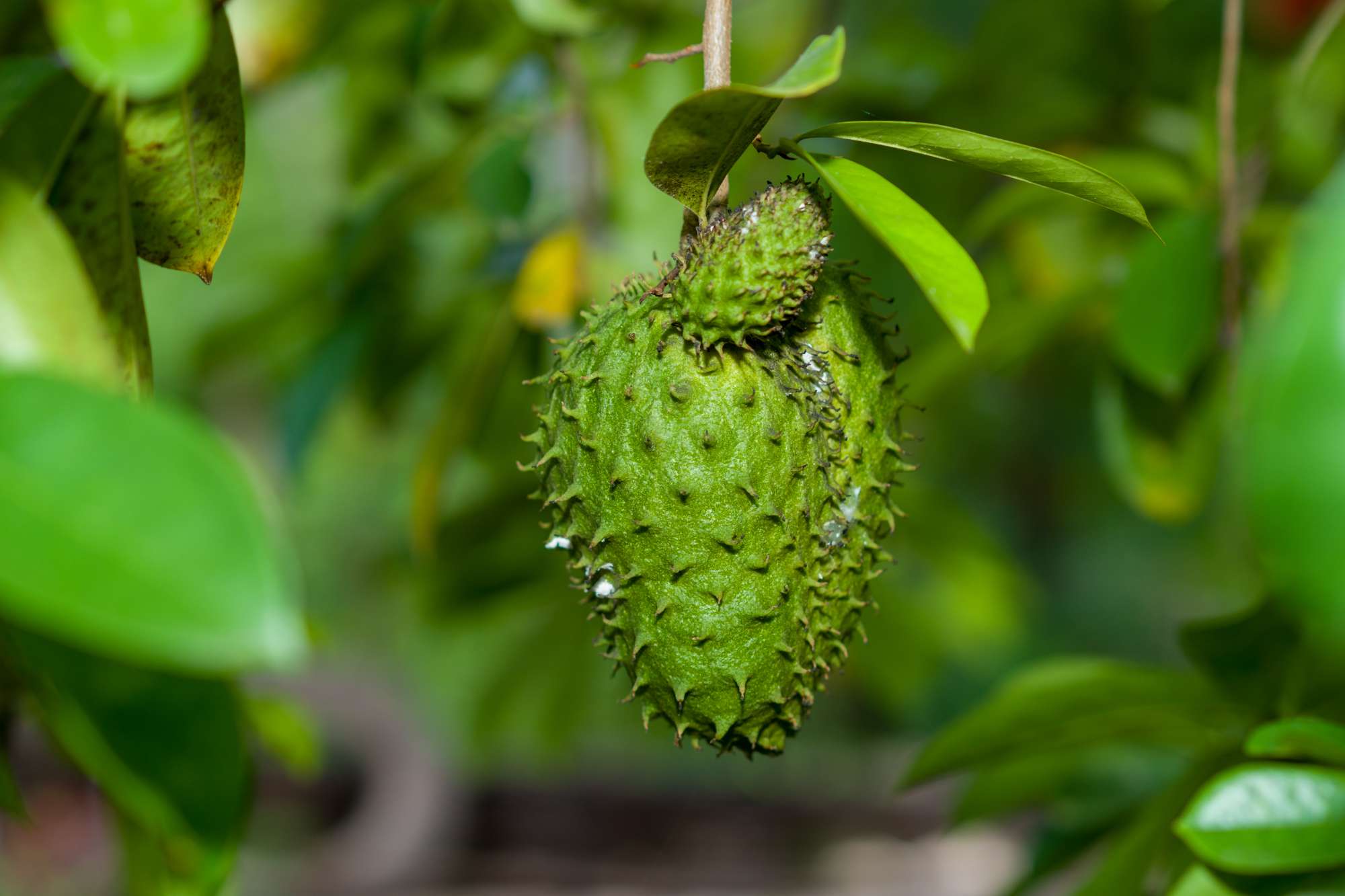 Soursop is rich in Vitamin C and many other antioxidants