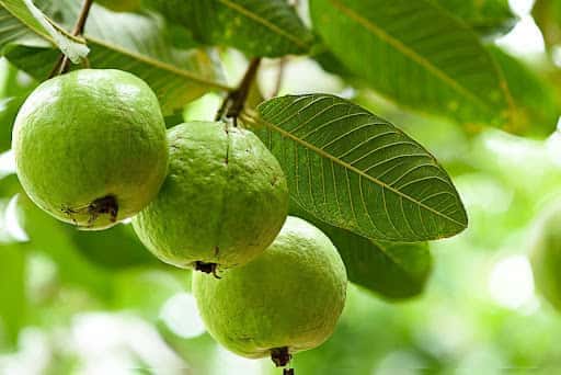 8 Health Benefits of Guava Fruit and Leaves