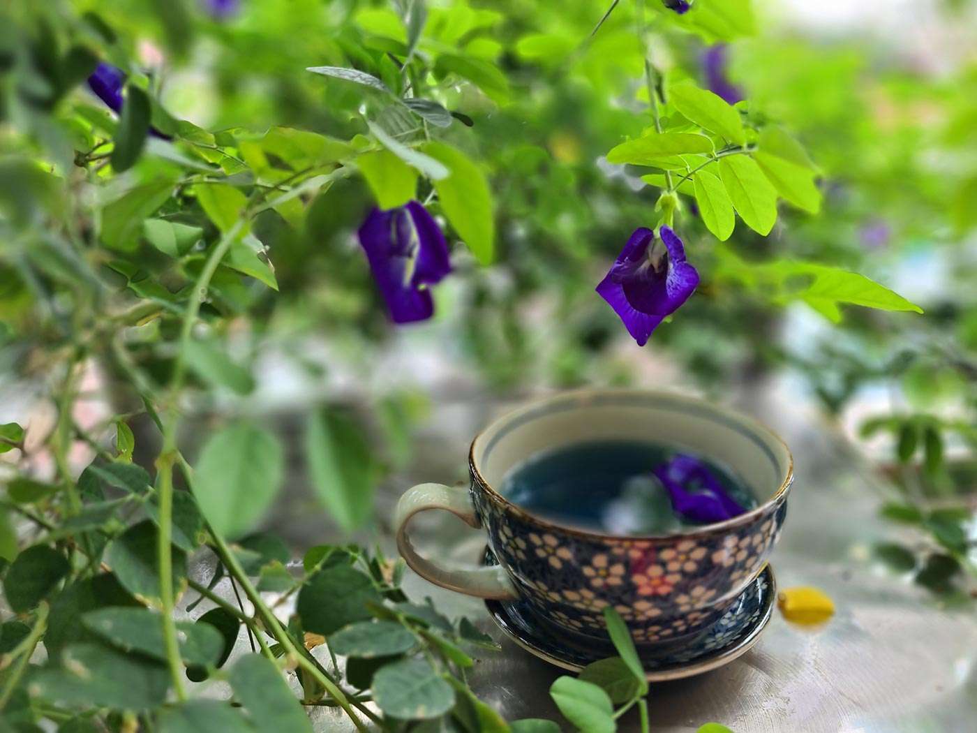 Butterfly pea flower Tea, which full of Anti-Inflammatory Compounds