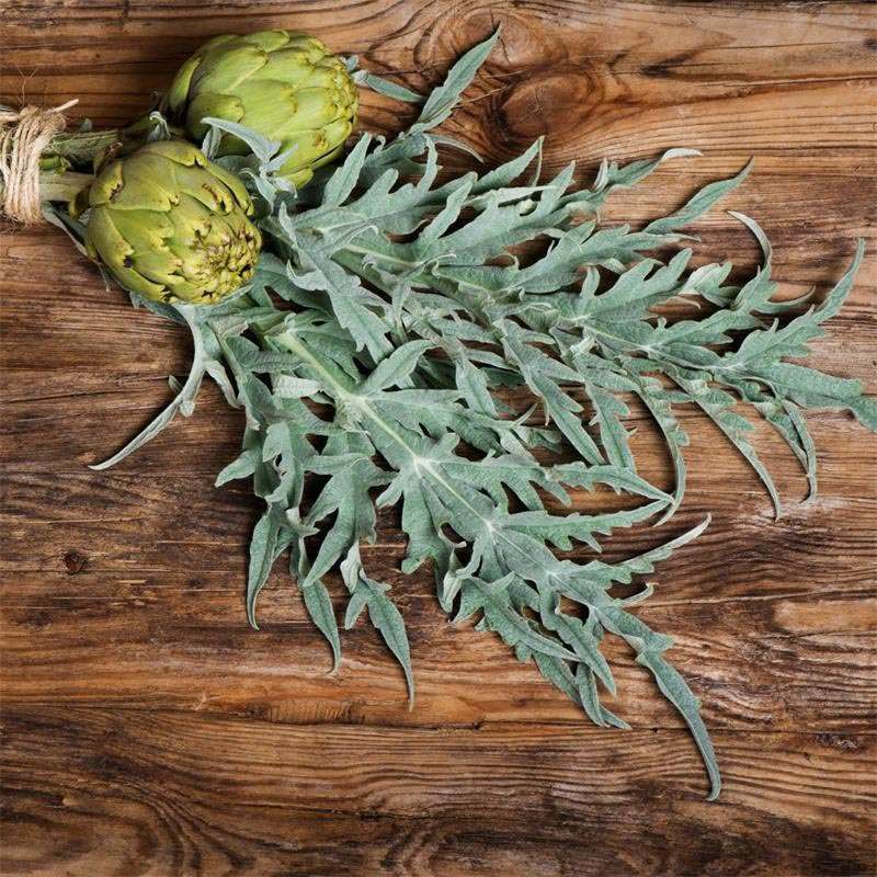 Artichoke leaf tea and many health benefits