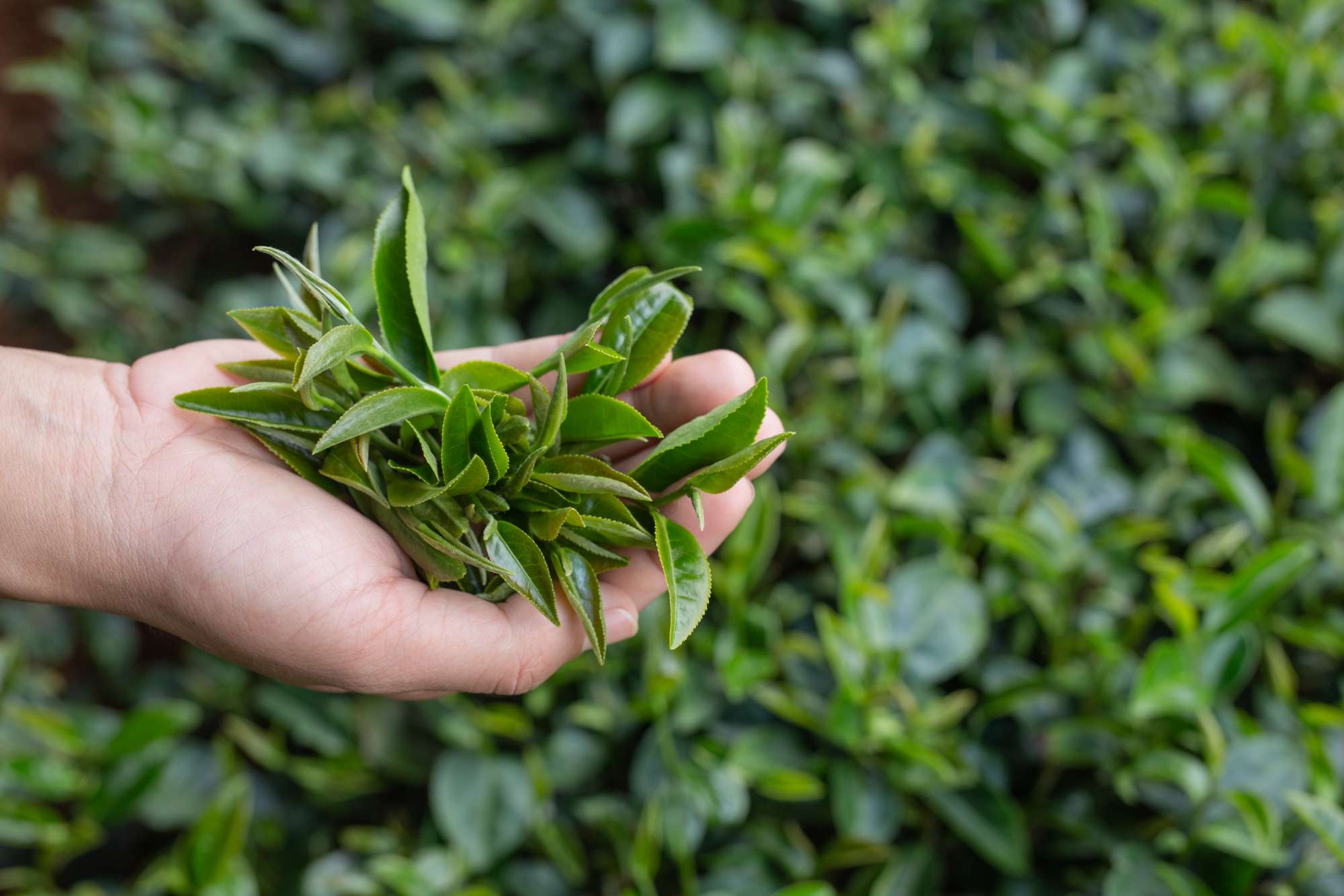 Camellia Sinensis Tea Leaf