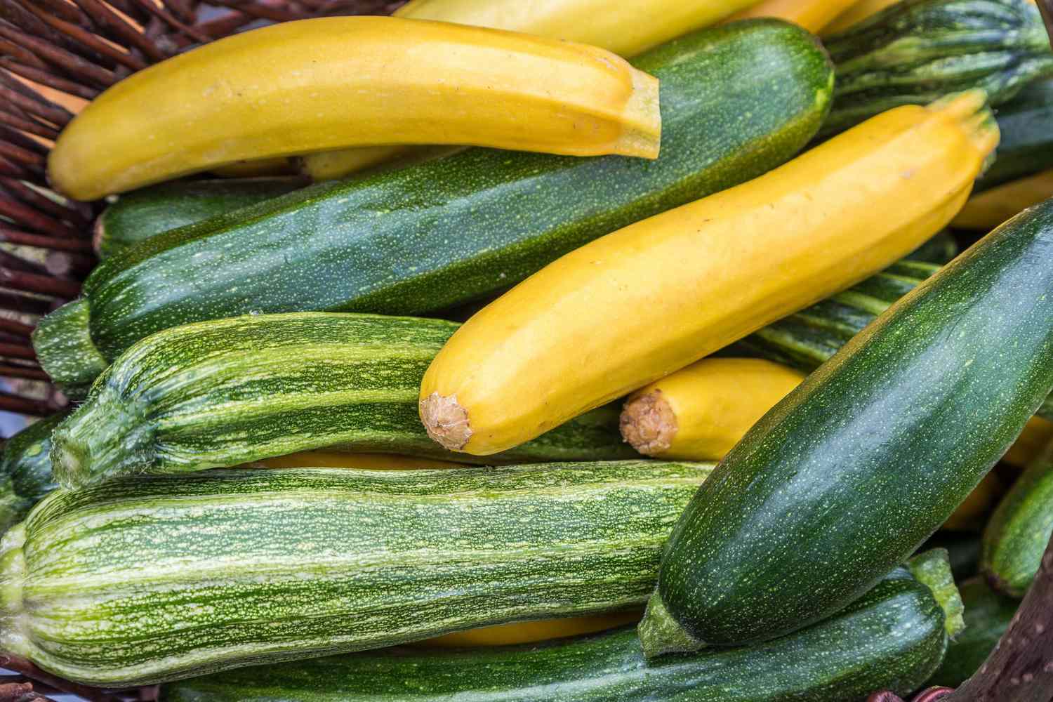 Summer squash